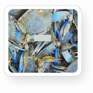 Live Blue Crabs
