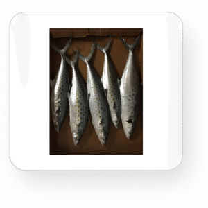 Big Grey Fish Fry saltwater 92lbs