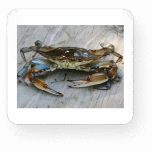 New Full Crab
