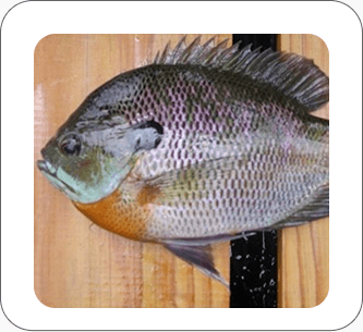 Bluegill (Lepomis macrochirus)