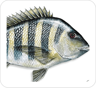 Sheepshead