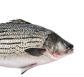 Striped Bass