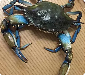 atlantic blue