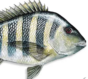fish green