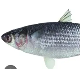 Fresh Mullet