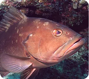 grouper