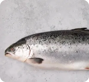 salmon
