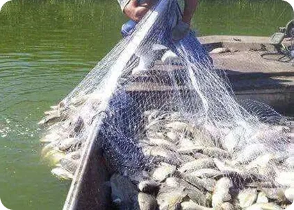 wild catch